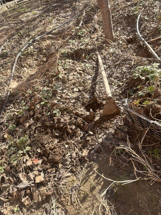 Құлпынай көшеттер