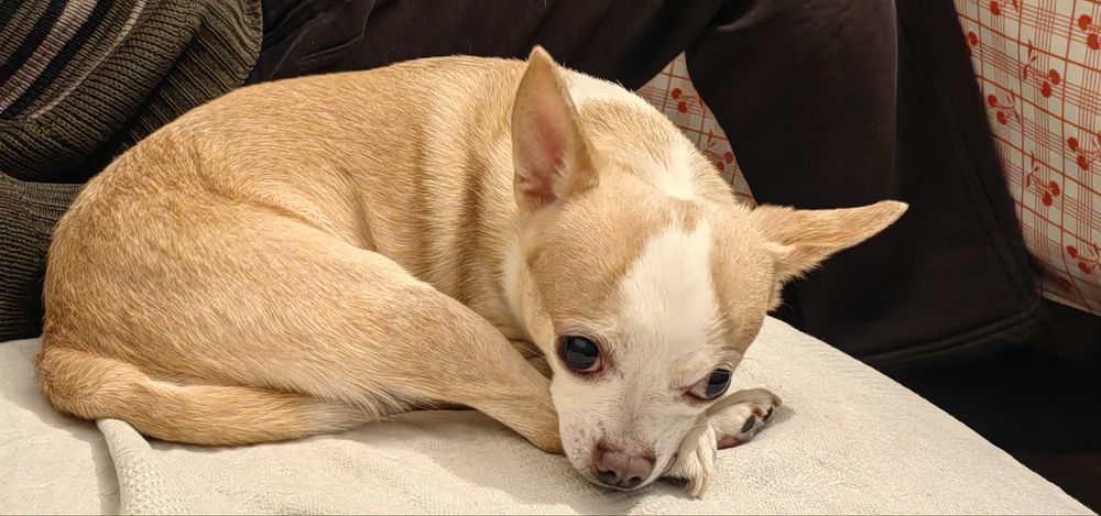 Подарявам мъжко куче