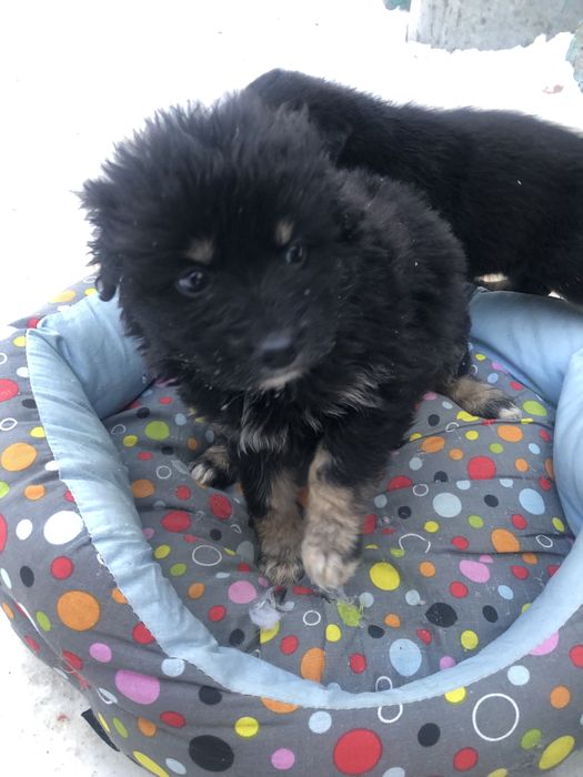 Любимые животные