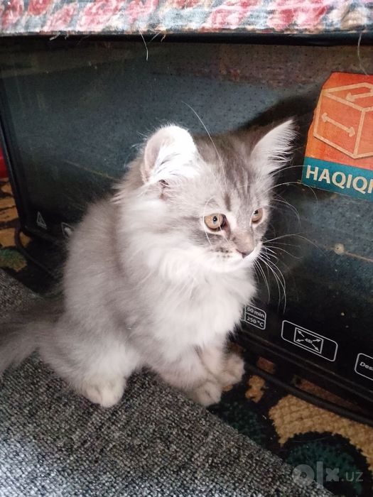 Котёнок на продажу