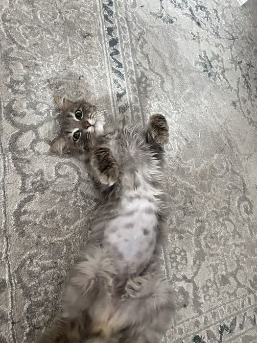 Котик срочно ищет дом!