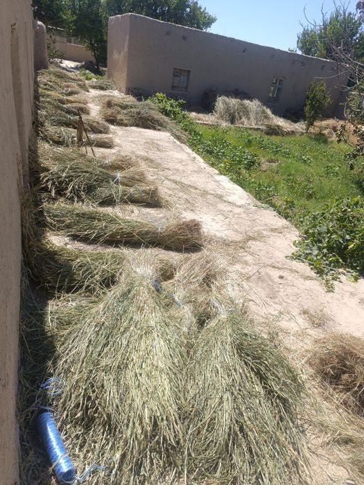 Jugori Poyalar sotiladi yaqinda urib qurutilgan