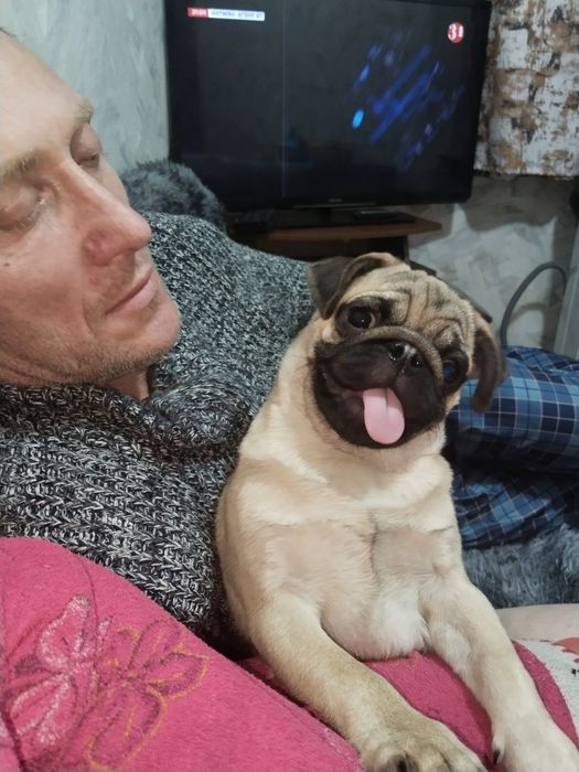 Собаки продажа мопс