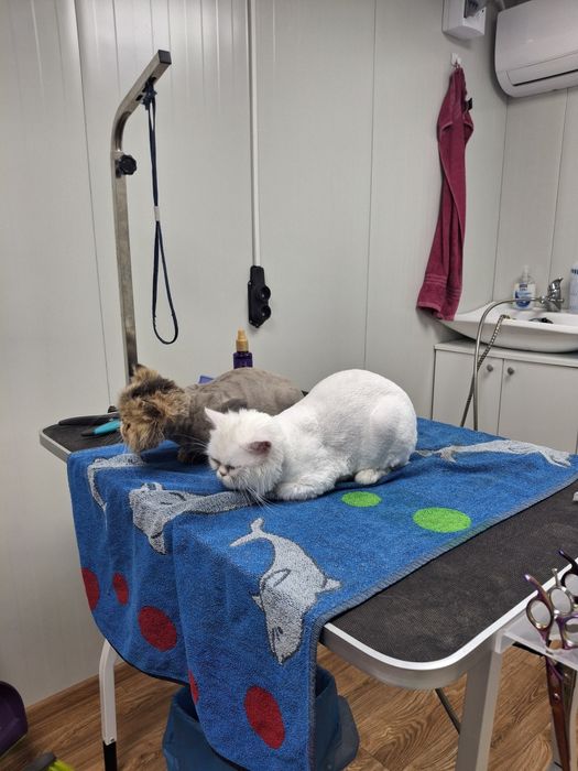 Tund caini și pisici la Domiciliu și la Salon,Taxi