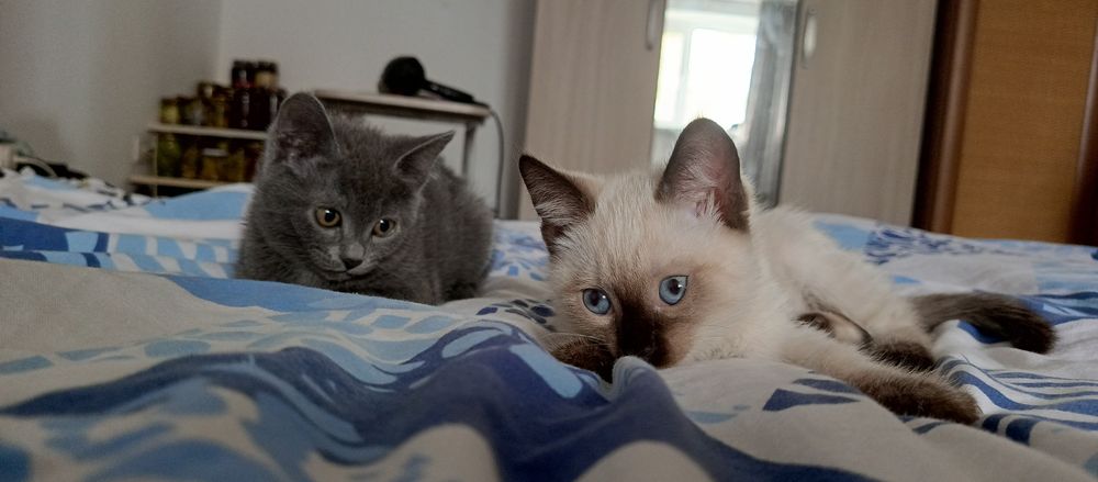 Отдадим котят в добрые руки