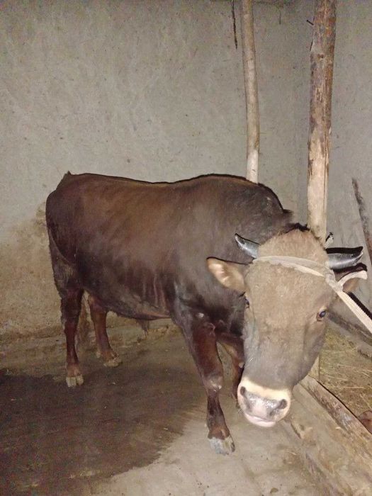 Buqa sotiladi Ukrain qizil cho'l va eston paroda gibrid Yoshi 2 yosh