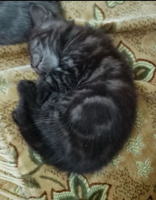 Шотландские котята открыта бронь