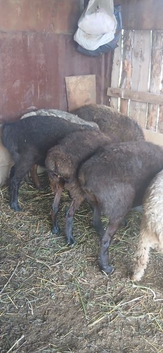 Продам баранов 7 голов