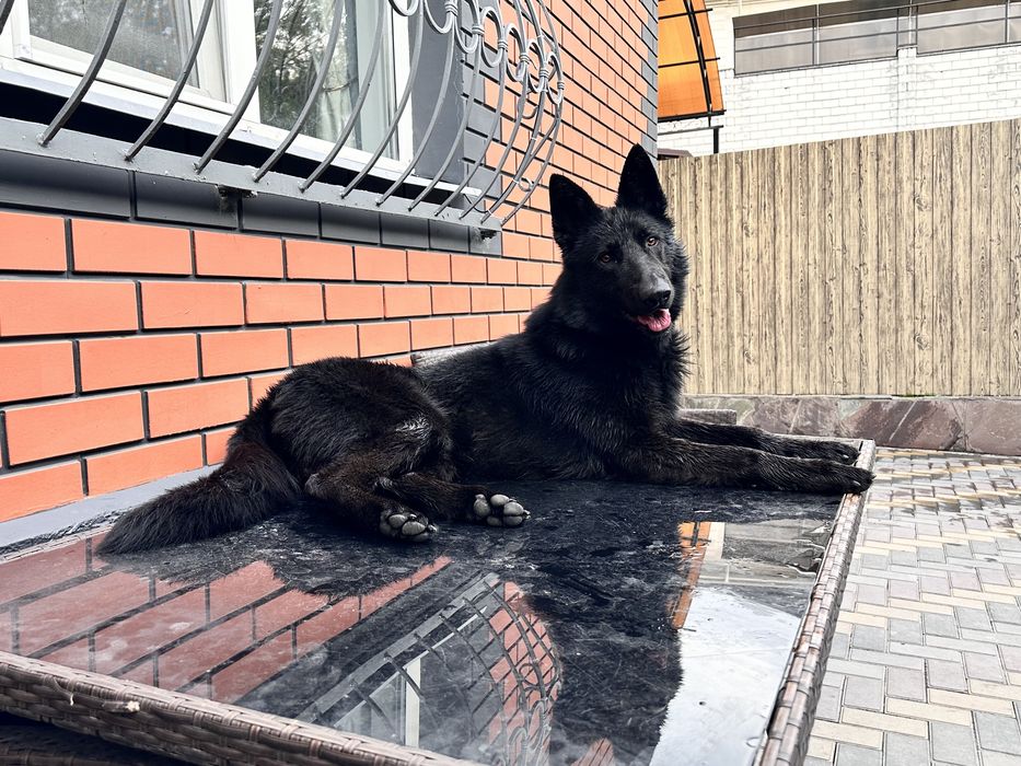 Вязка Случка