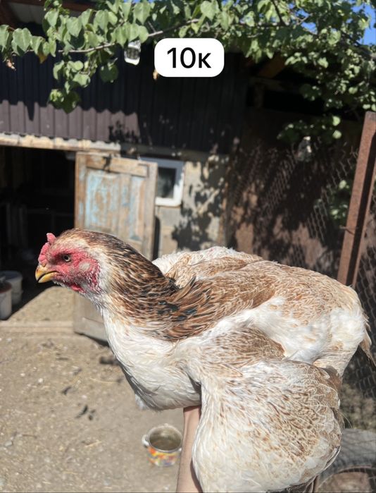 Продам курей хороших