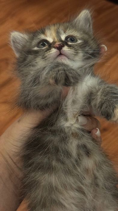 Мысықтар бериледи