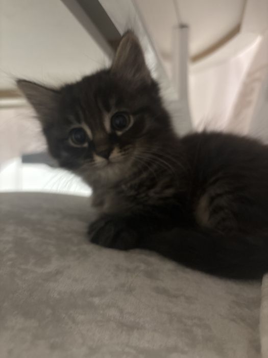 Отдаю милых котят в добрые руки!