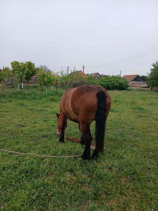 Vând mânză de doi ani