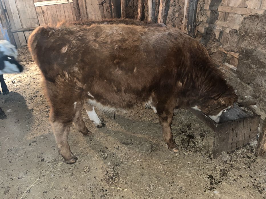 Бычок , телечка