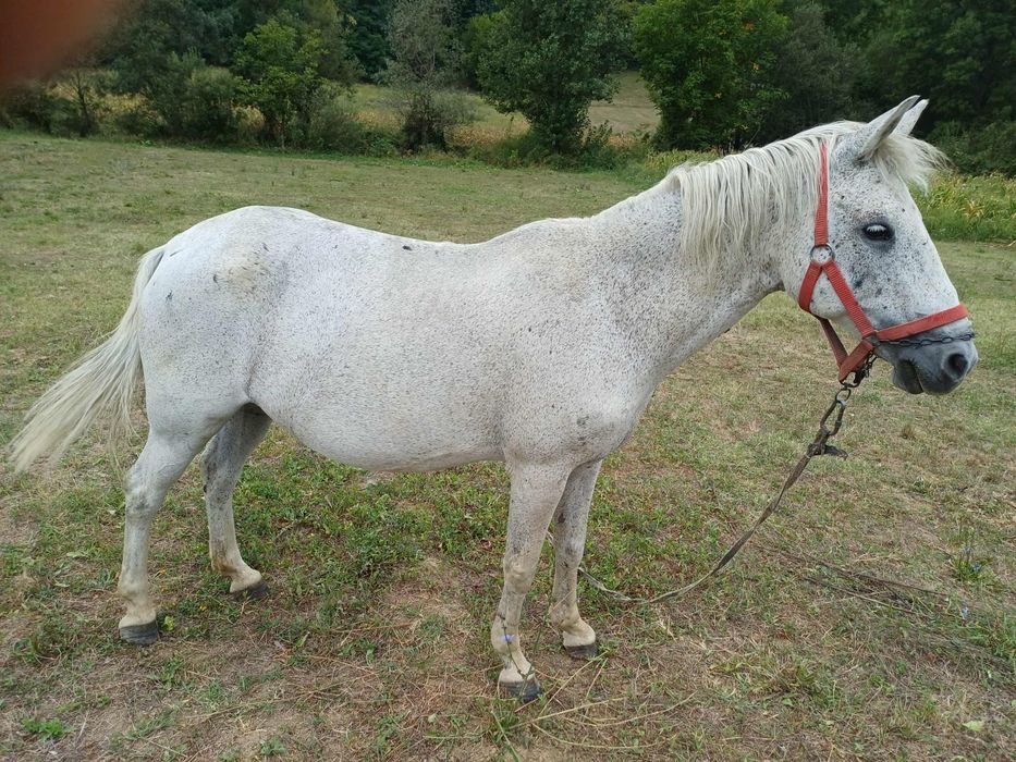 Vând Cal Alb FRUMOS