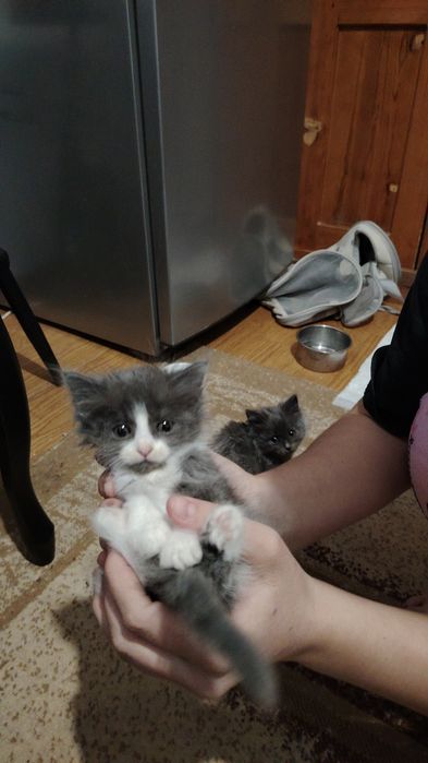Отдам котенка в хорошие руки