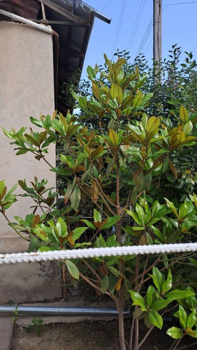 Могнолия дарахти