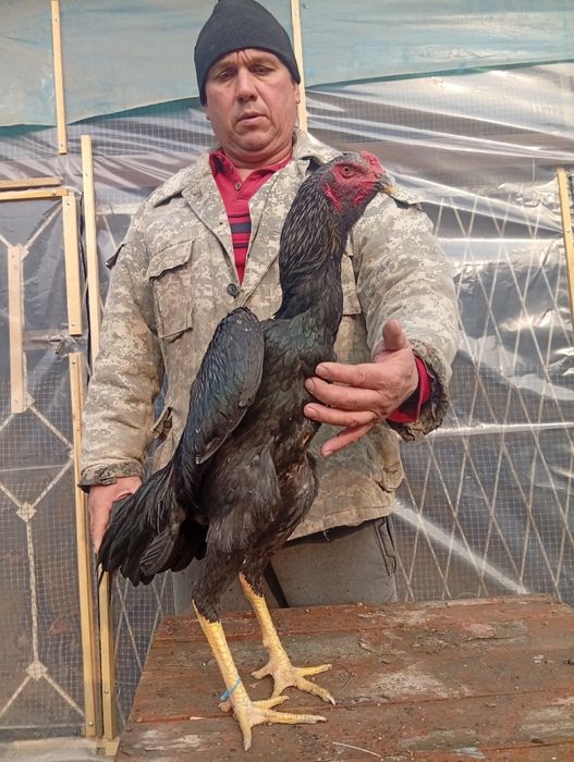 Тухум ва жожалар сотилади.