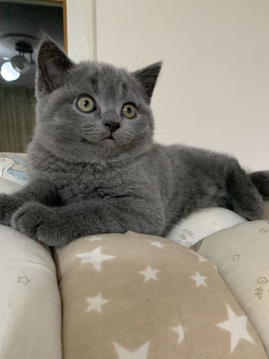 Продается котенок скоттиш страйт