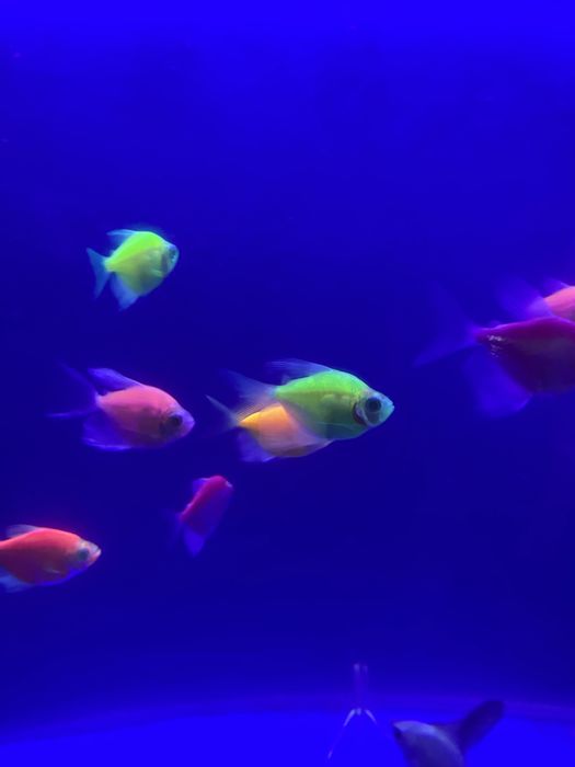 ternetsa,sklari nion xiwniklarambor mirni baliqlar Akvashop bukhara/tg