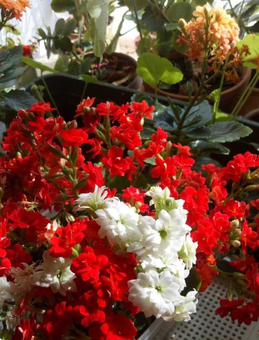 Цветы комнатные  коланхоэ и Герань