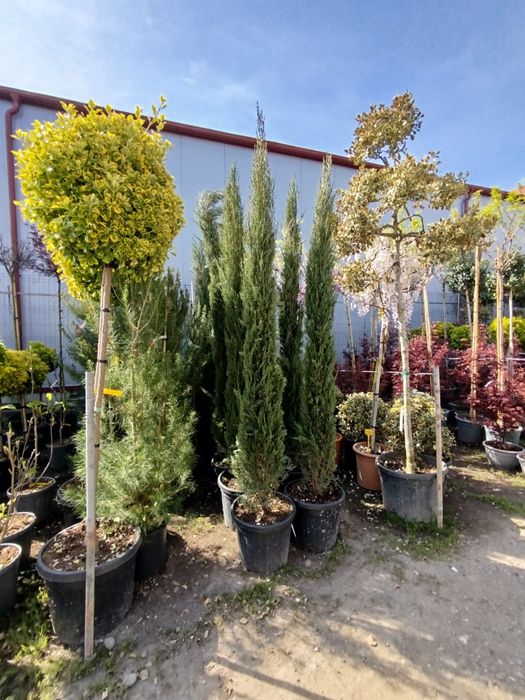 Vând plante ornamentale