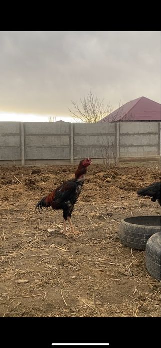 Июньский шөже сатылады. Заты мощ.