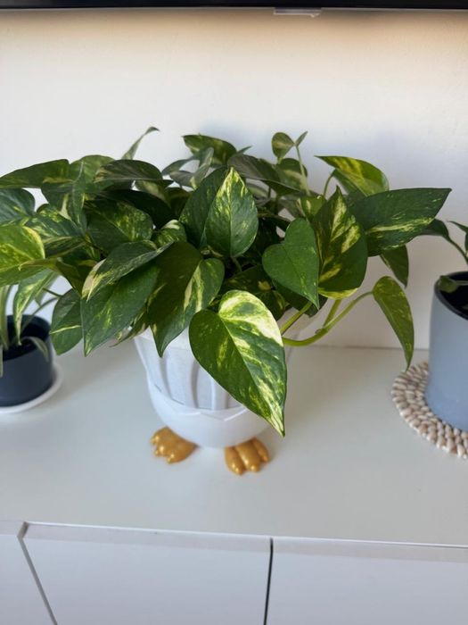 Продам цветы писать в ватсап