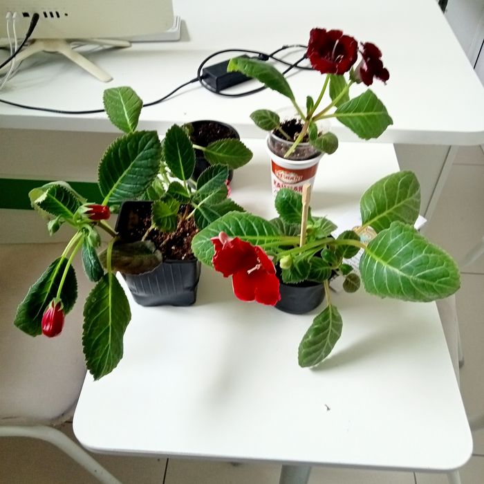 Продам комнатные растения