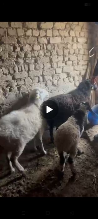 койлар сатылад срочно