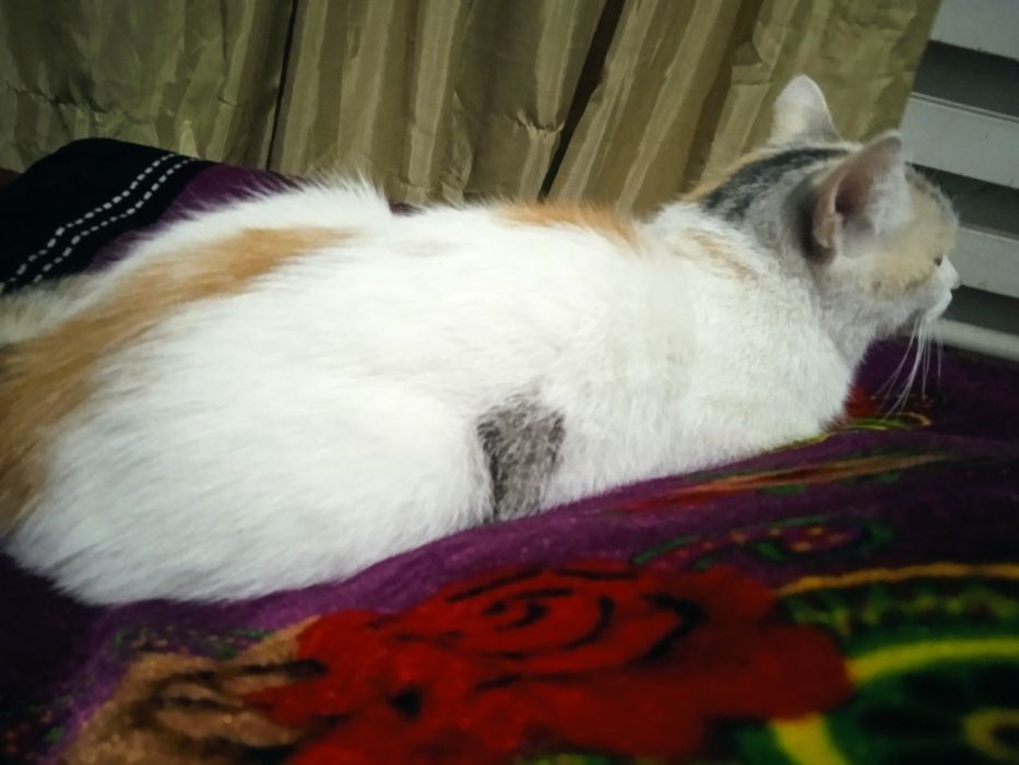Кошка очень чистая домашняя.