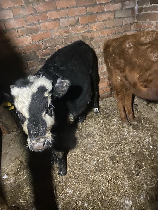 Продам 2 бычка на доращивание