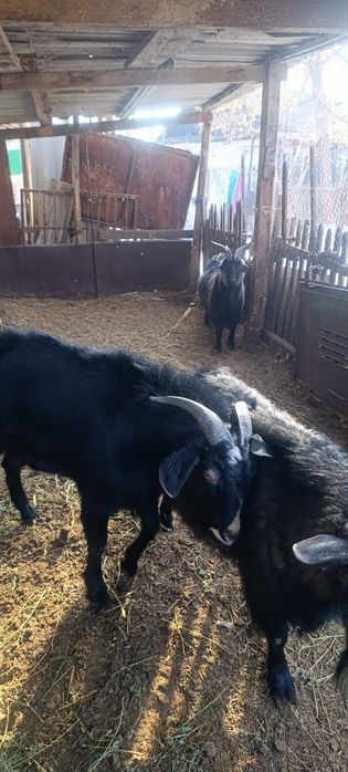 Ешкі теке лақ. Козы козёл козлята