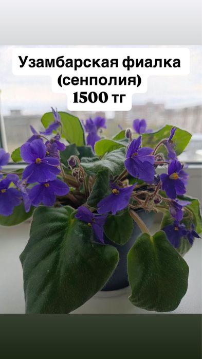 Декоративно-лиственные комнатные растения