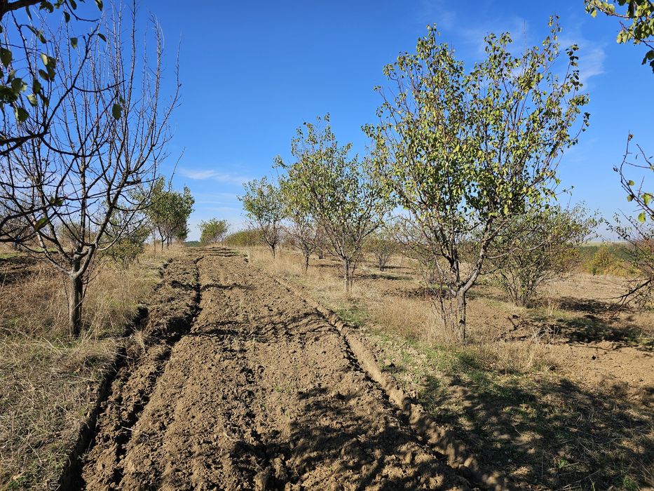 Продава се Земеделски имот в Плевен, Дружба 1 -  кв.м за 780 €/дка - Снимка #5