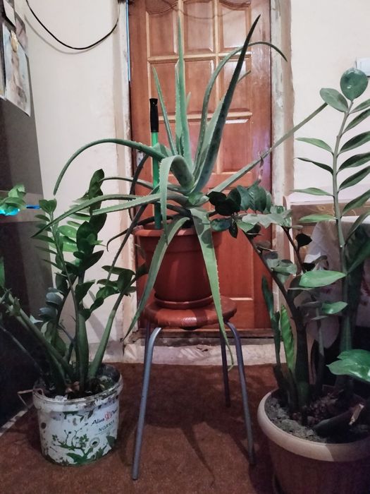 Продаю цветы для дома