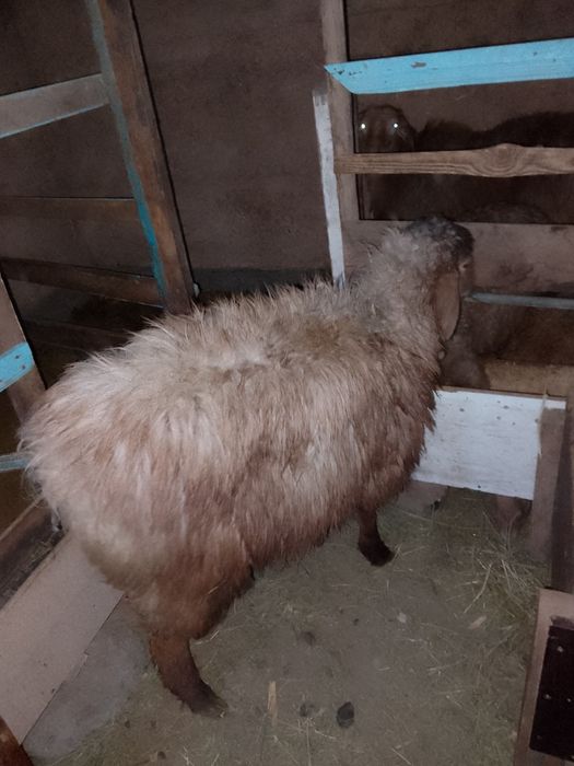 кошкар, баран, кой