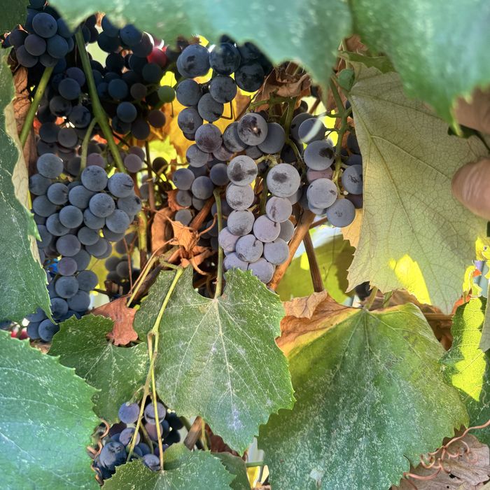 Struguri de vin