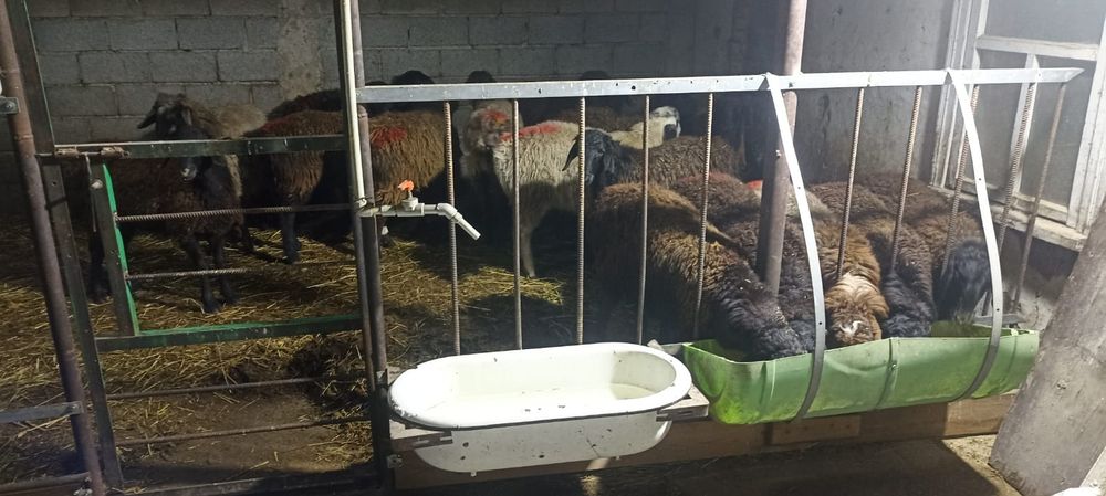 Ярочки 10 месяцев