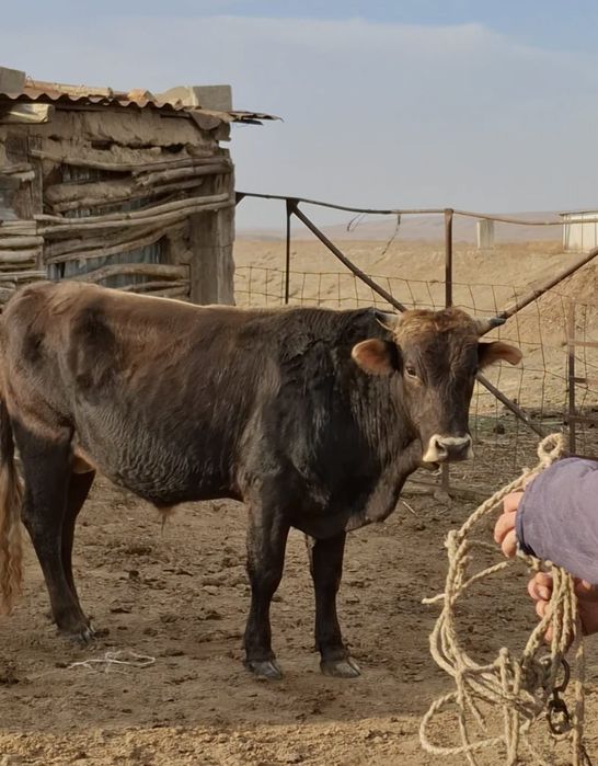 Бұқа 2 жарым жасар