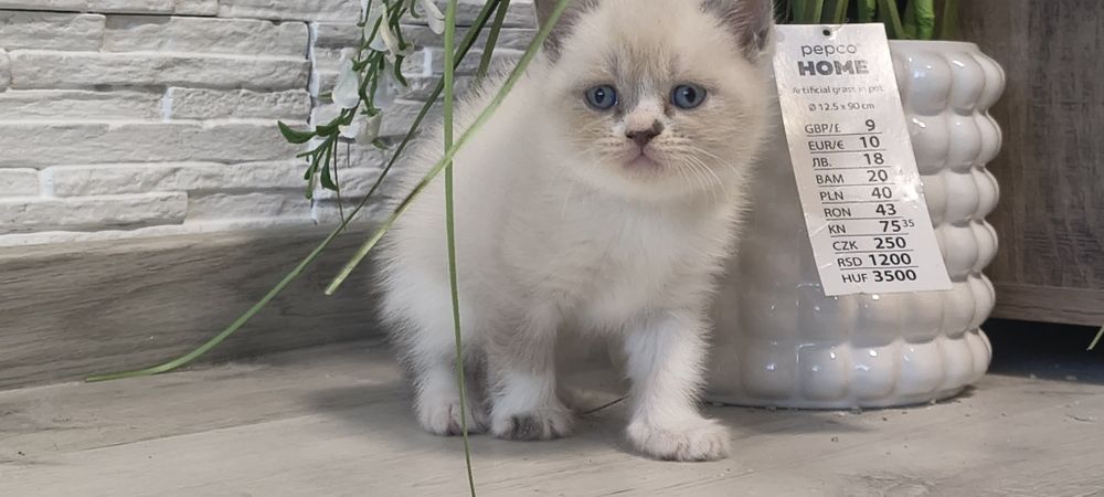 Британчета котки