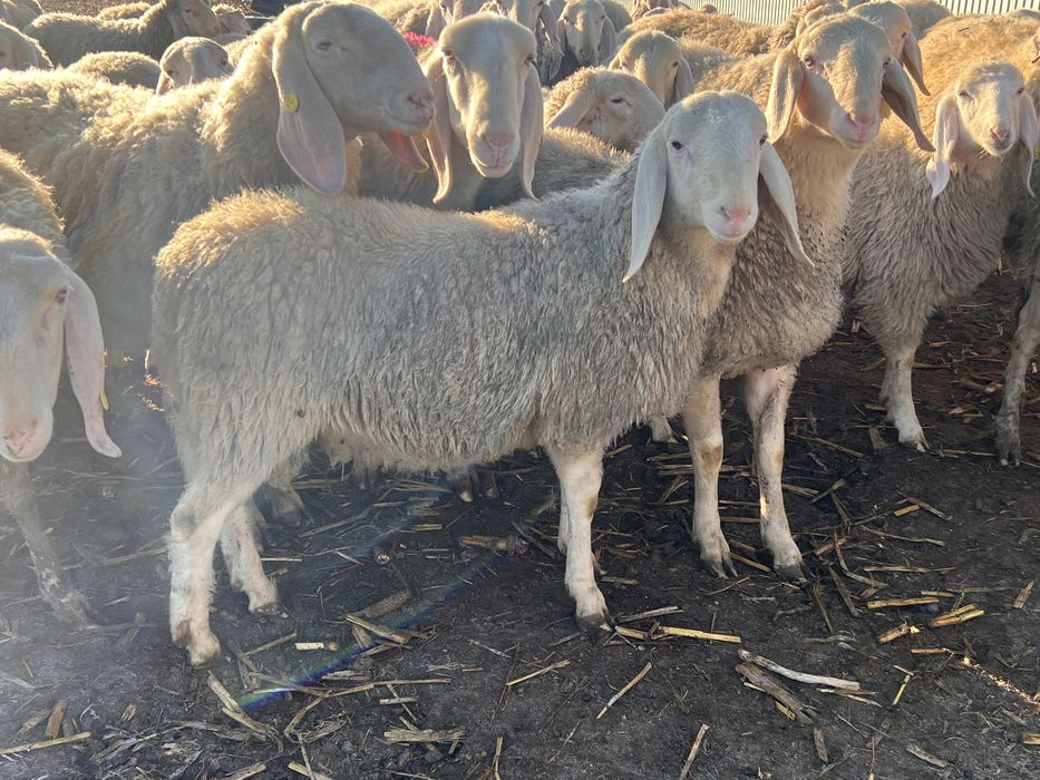 Bergamasca rasa pura