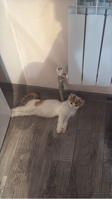 Отдаем котенка 4 месяца в добрые руки