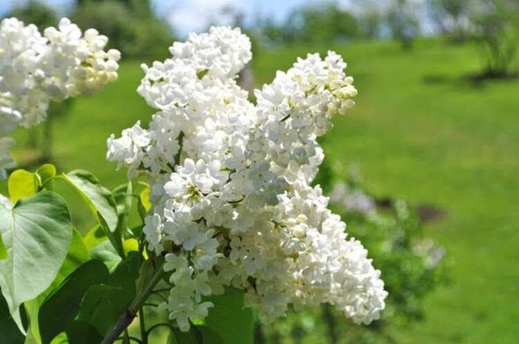 Бял  Люляк  (Syringa)