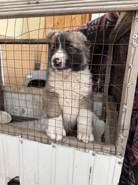 Алабай казакы тобет 1,5 айлык