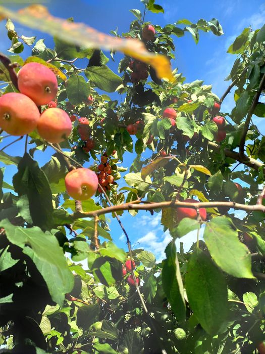 Продам дачу сад Здоровье