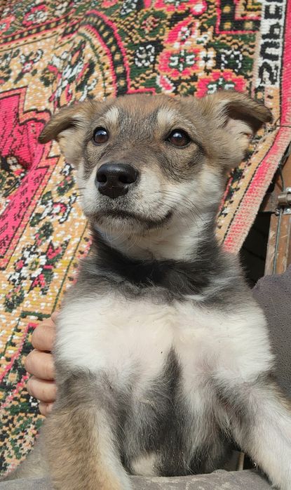 В добрые руки. Щенок 2.5 мес.