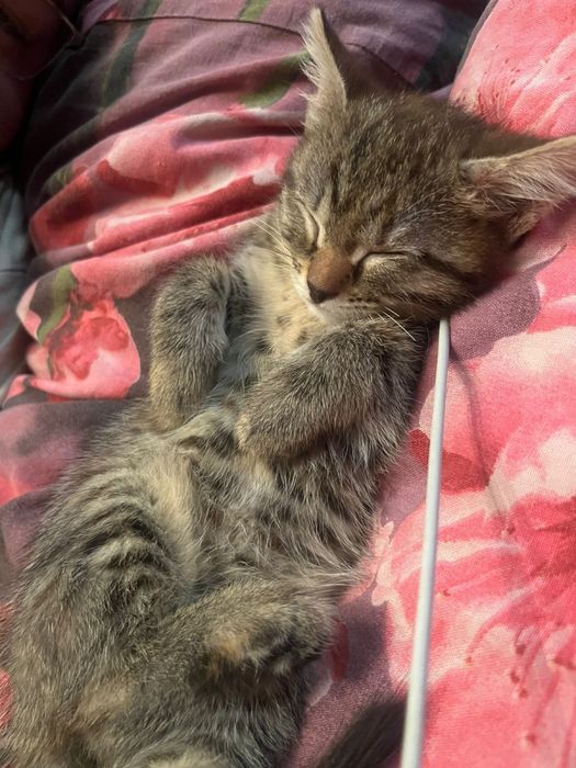 Отдам котят в добрые уроки