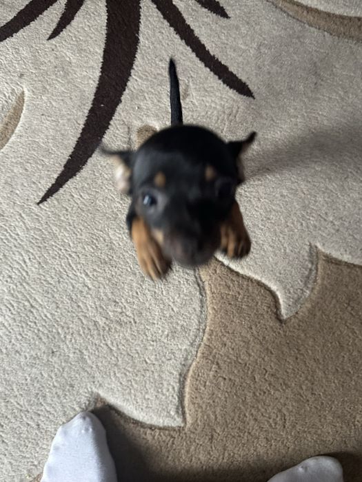 Мини той терьер.