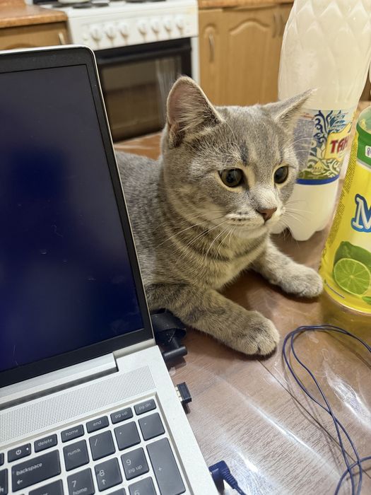 Кот 8 месяцев метис